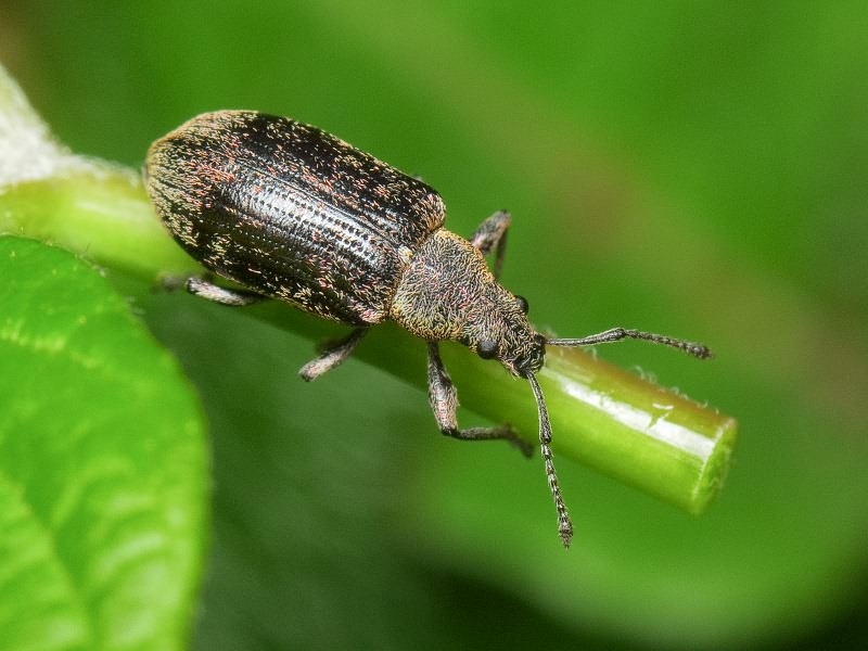 Phyllobius pyri (Linnaeus, 1758)